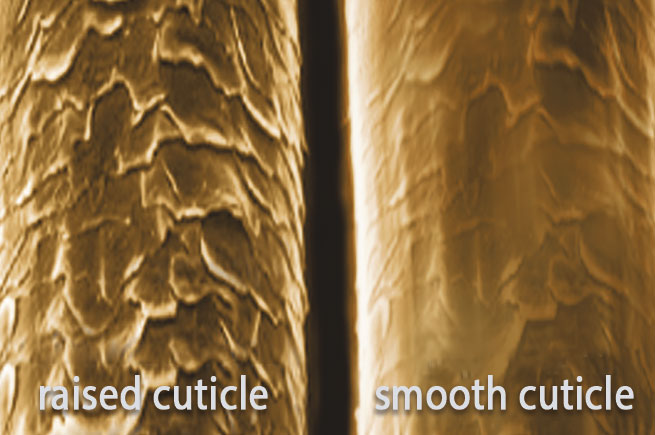 Hair Cuticle